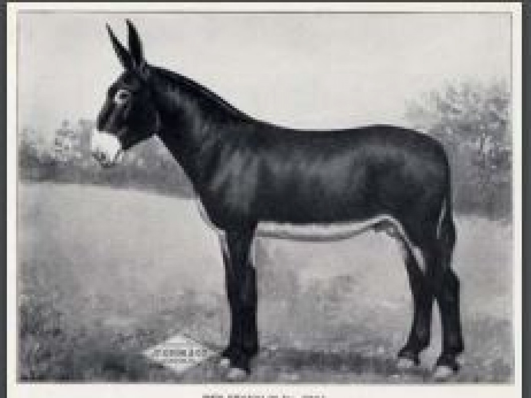 Notable Jacks American Mammoth Jackstock Association