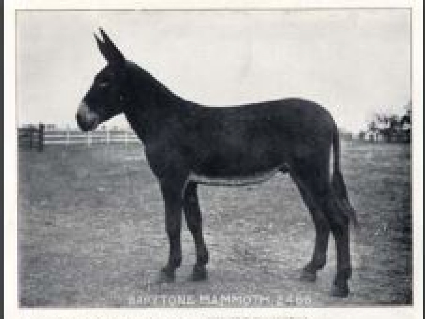 Notable Jacks American Mammoth Jackstock Association