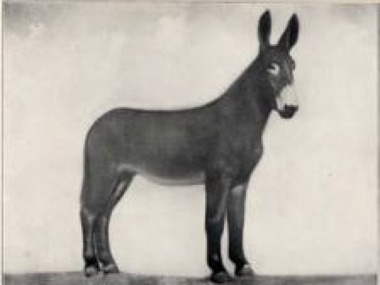 Notable Jacks American Mammoth Jackstock Association