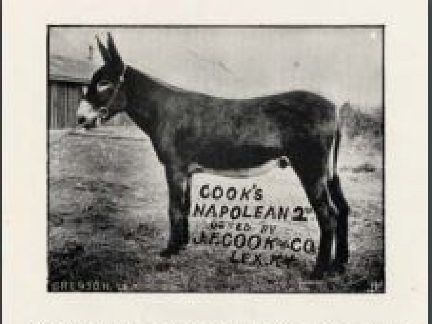 Notable Jacks American Mammoth Jackstock Association