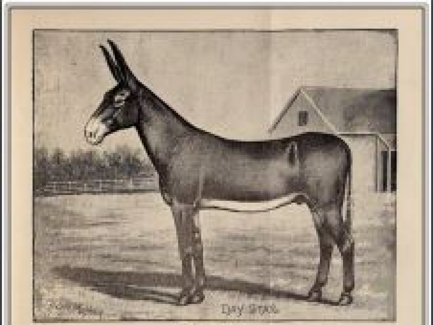 Notable Jacks American Mammoth Jackstock Association