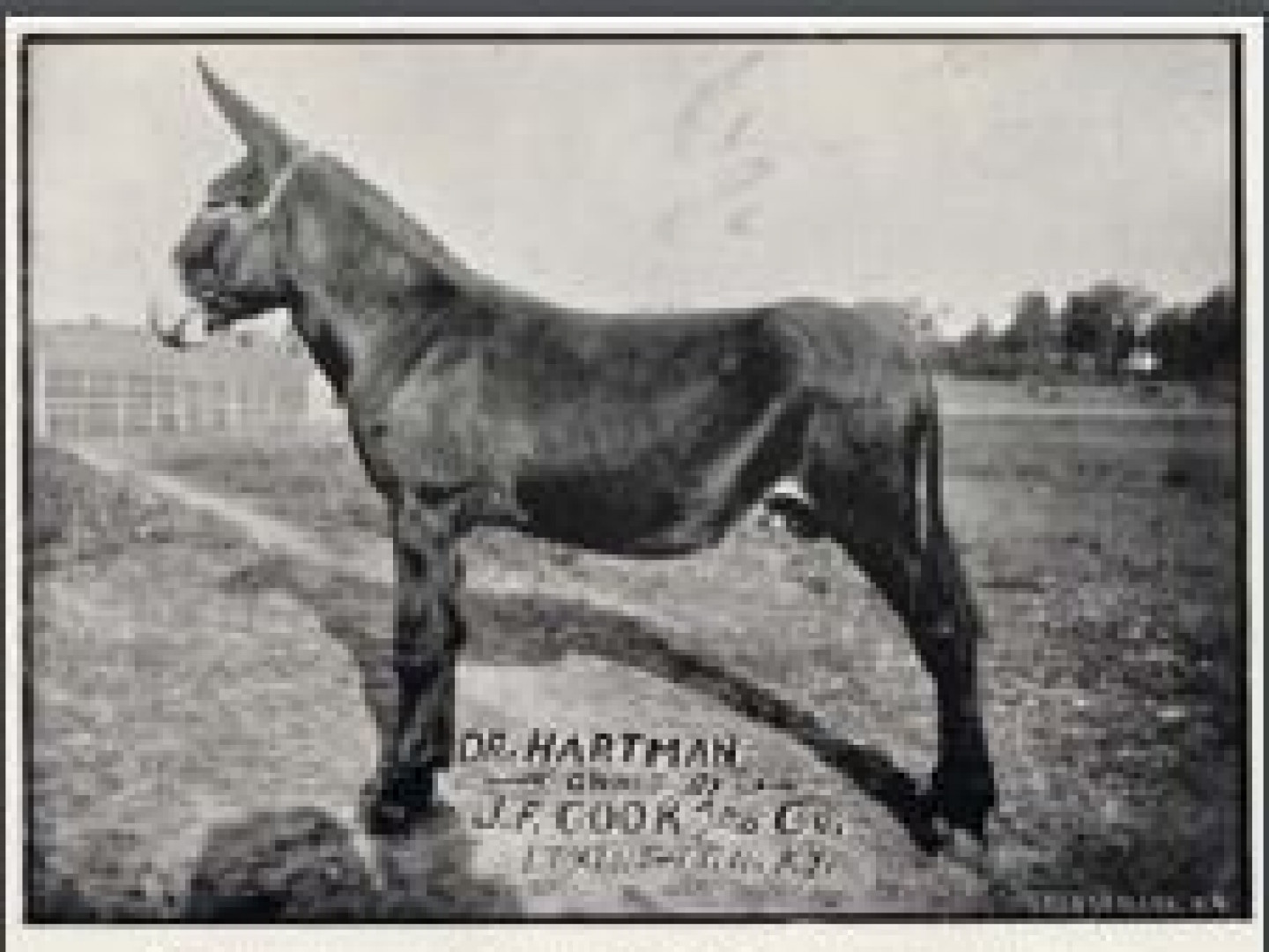 Notable Jacks American Mammoth Jackstock Association