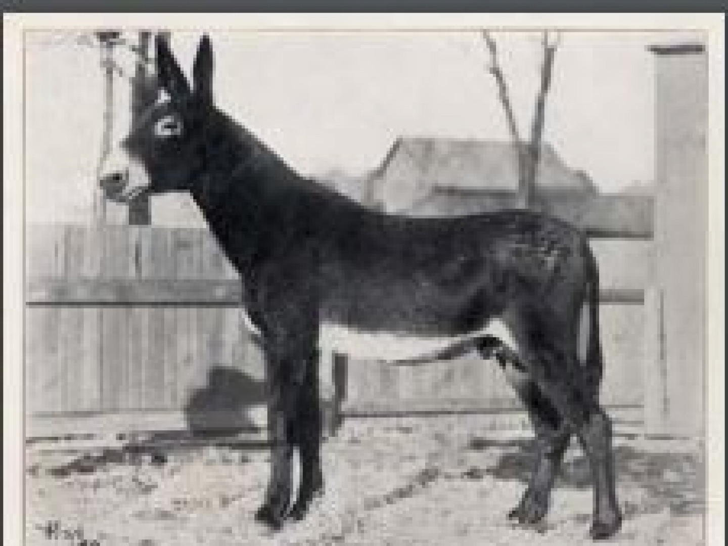 Notable Jacks American Mammoth Jackstock Association