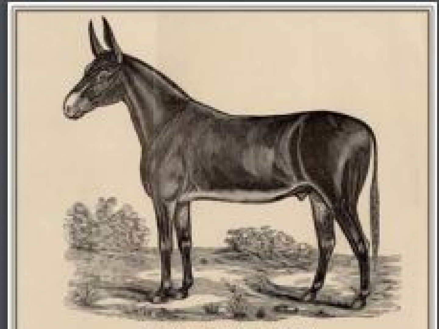 Notable Jacks American Mammoth Jackstock Association