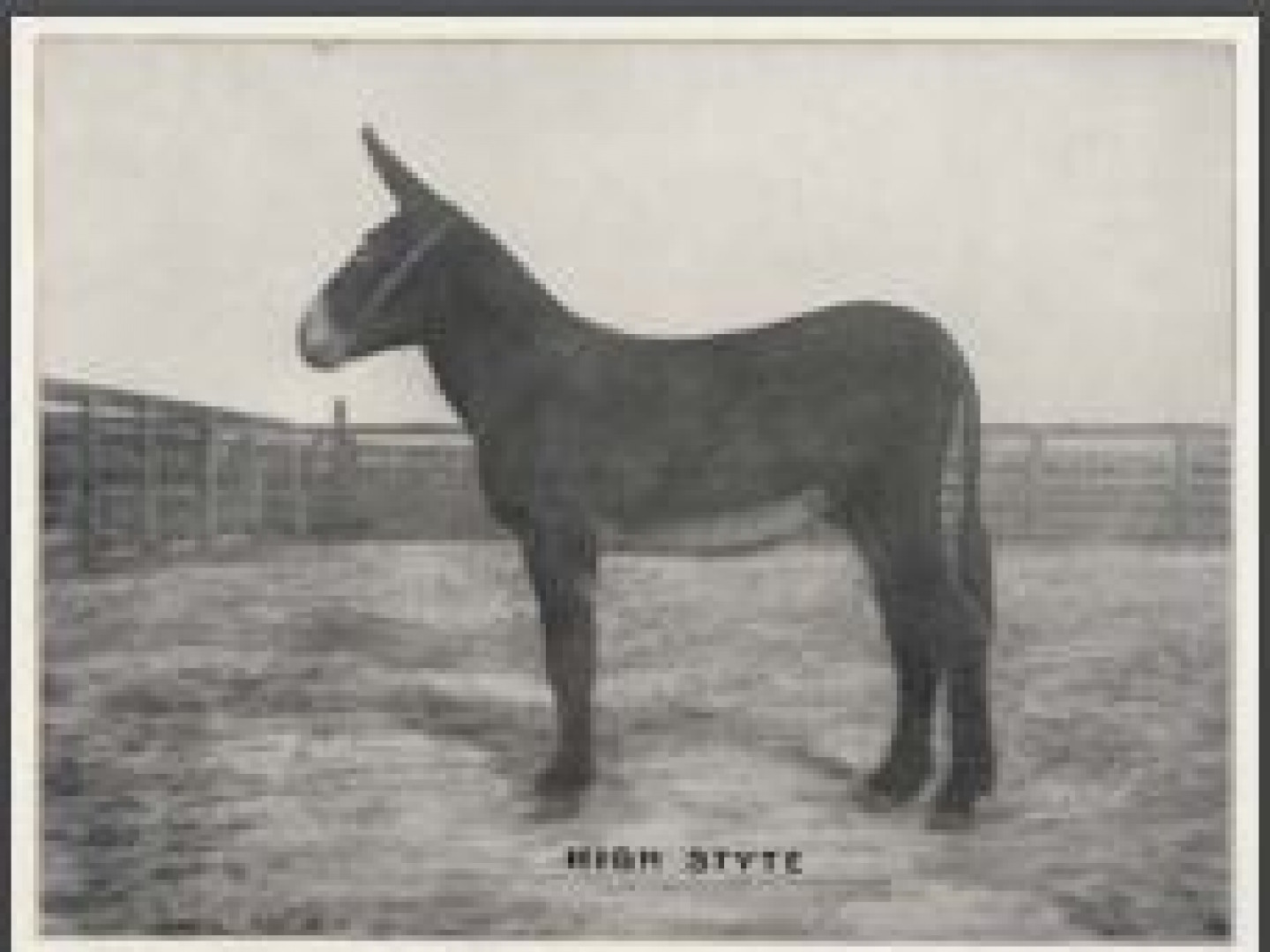 Notable Jacks American Mammoth Jackstock Association