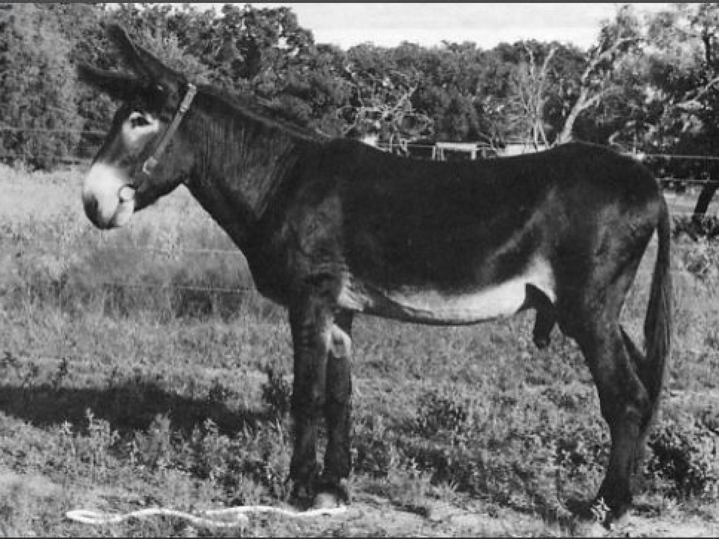 Notable Jacks | American Mammoth Jackstock Association