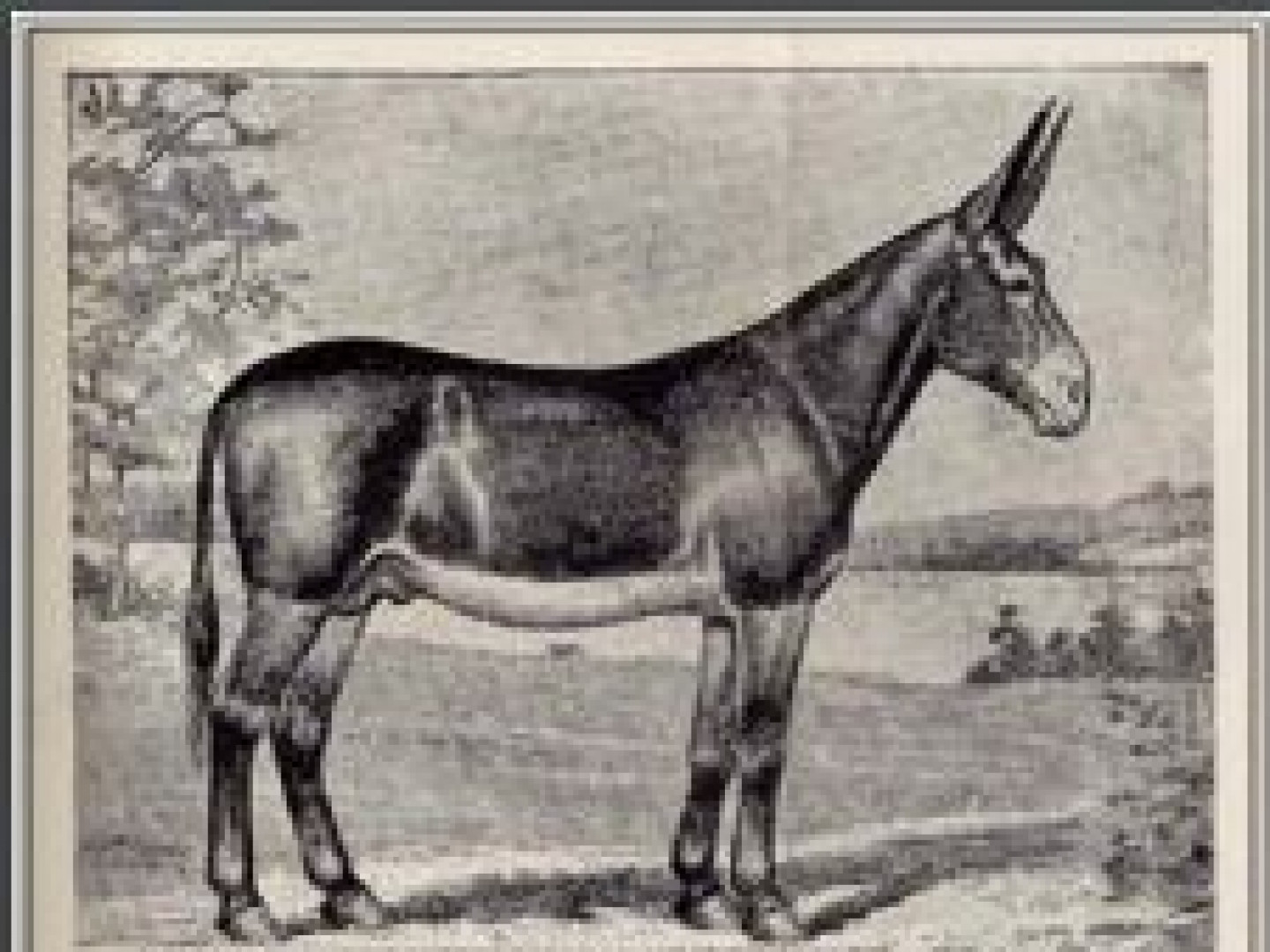 Notable Jacks American Mammoth Jackstock Association