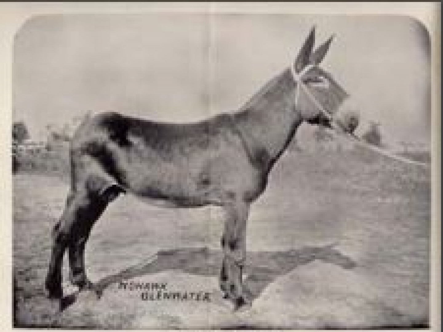 Notable Jacks American Mammoth Jackstock Association