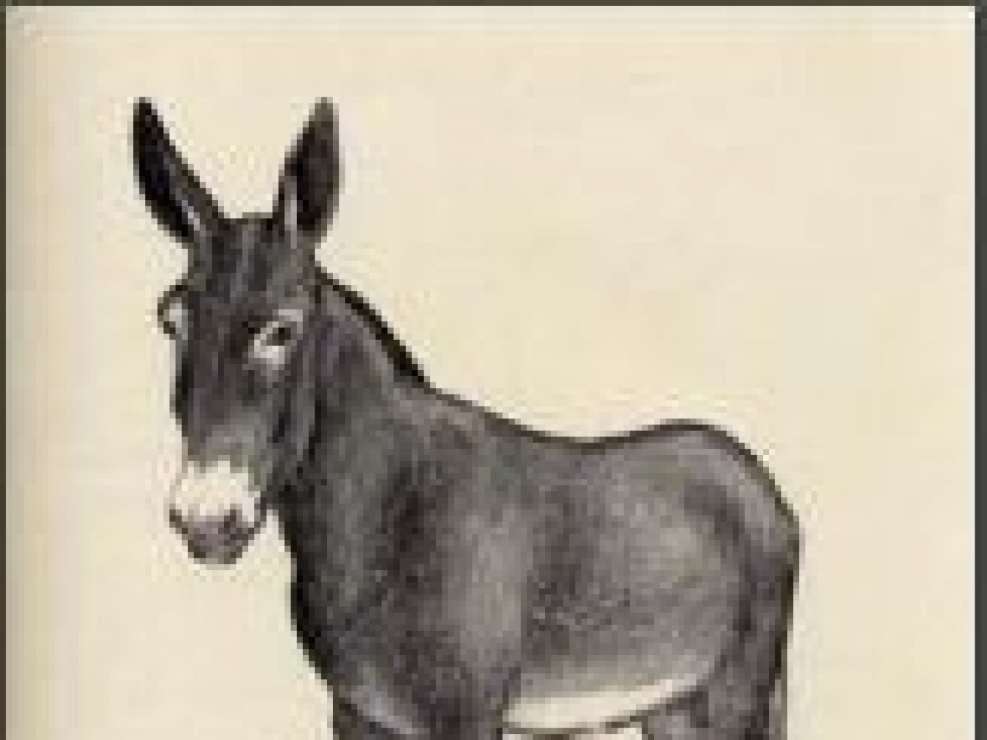 Notable Jacks American Mammoth Jackstock Association