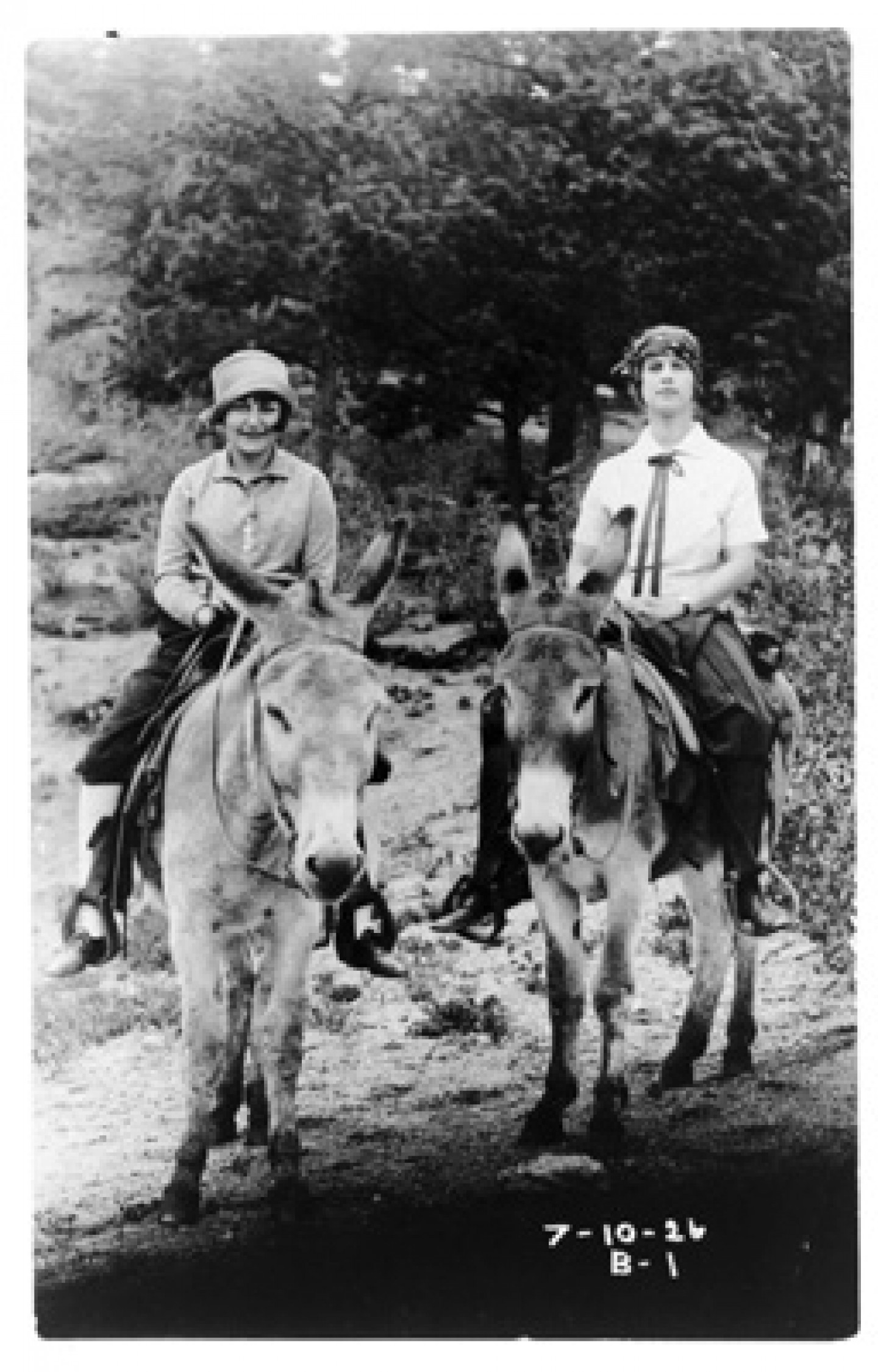 Notable Jacks American Mammoth Jackstock Association